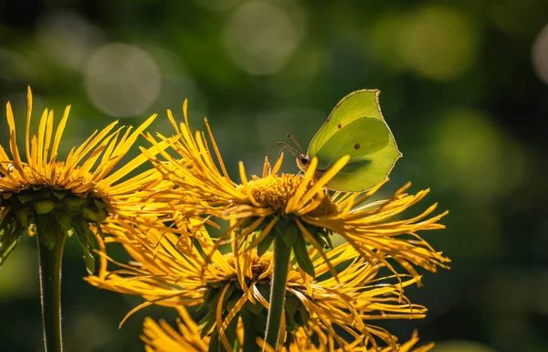 Papillon Lumineux Assis Sur Une Fleur Jaune — Photo