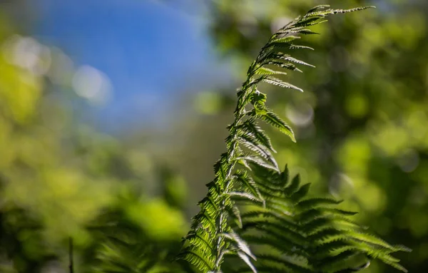 Samambaia Suculenta Uma Floresta Montanha — Fotografia de Stock