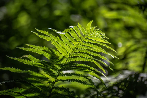 Samambaia Suculenta Uma Floresta Montanha — Fotografia de Stock