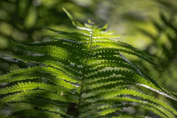 Samambaia Suculenta Uma Floresta Montanha — Fotografia de Stock