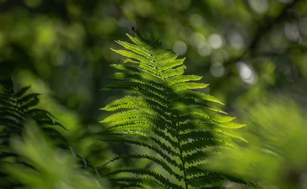 Fougère Juteuse Dans Une Forêt Montagne — Photo