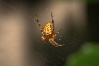 Güneş örümceğin ağında oynuyor