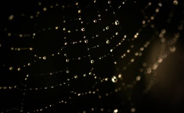 Güneş örümceğin ağında oynuyor