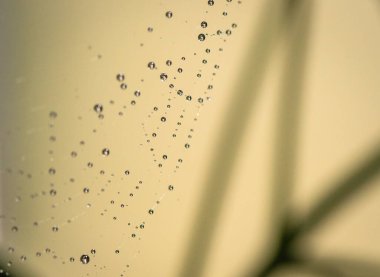 Güneş örümceğin ağında oynuyor