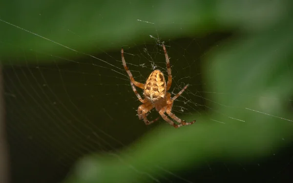 Sol Joga Teia Aranha — Fotografia de Stock