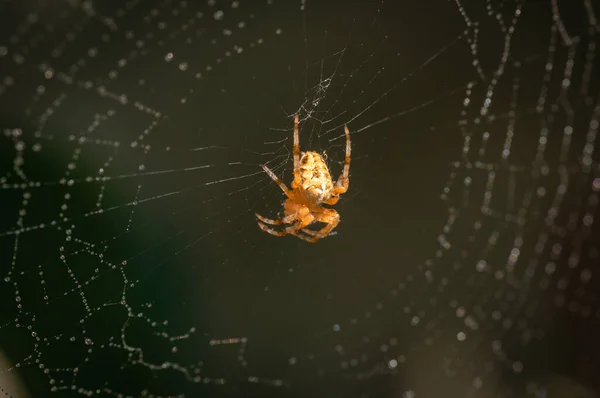 Soleil Joue Sur Toile Araignée — Photo