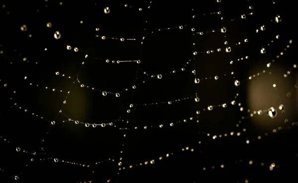 거미의 거미줄에는 — 스톡 사진