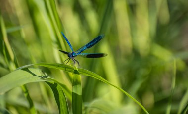 Parlak bir yusufçuk yeşil bir yaprağın üzerinde oturur.