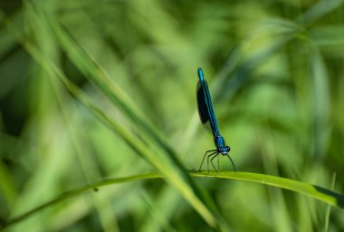 Parlak bir yusufçuk yeşil bir yaprağın üzerinde oturur.