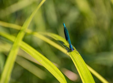 Parlak bir yusufçuk yeşil bir yaprağın üzerinde oturur.