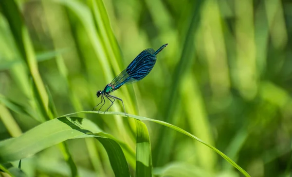 Une Libellule Brillante Est Assise Sur Une Feuille Verte — Photo