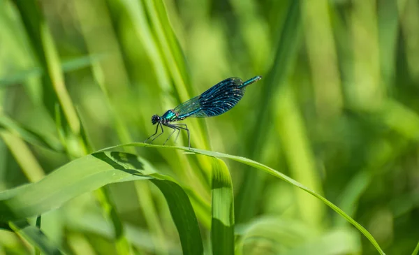 Une Libellule Brillante Est Assise Sur Une Feuille Verte — Photo