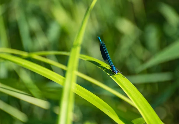 Une Libellule Brillante Est Assise Sur Une Feuille Verte — Photo