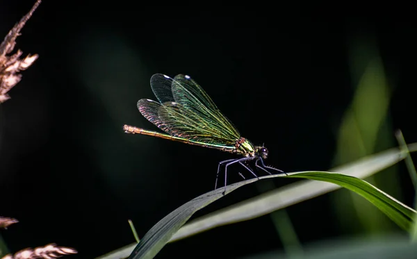 Parlak Bir Yusufçuk Yeşil Bir Yaprağın Üzerinde Oturur — Stok fotoğraf