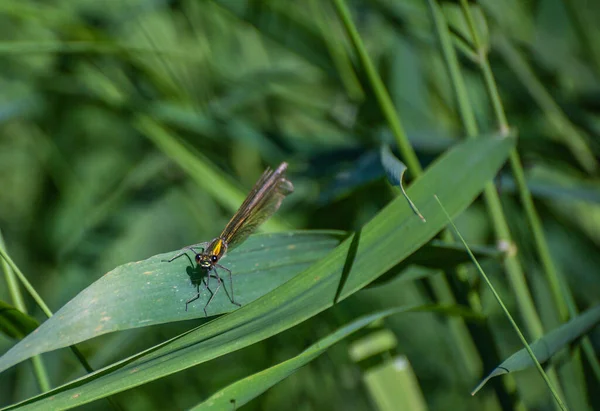 Une Libellule Brillante Est Assise Sur Une Feuille Verte — Photo