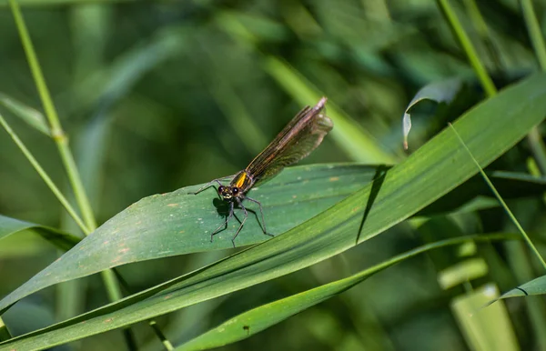 Une Libellule Brillante Est Assise Sur Une Feuille Verte — Photo