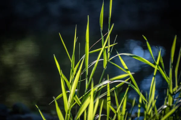 Beautiful Play Sun Coastal Plant — Stock Photo, Image