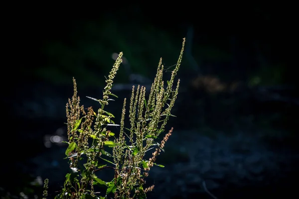 Belo Jogo Sol Uma Planta Costeira — Fotografia de Stock