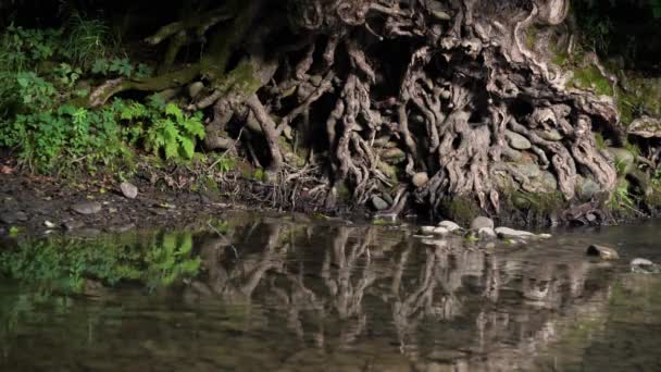 山河中的老树根 — 图库视频影像