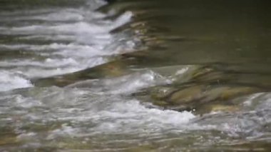 Yaz fırtınasından sonra dağ nehri