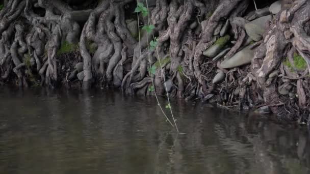 Dağ Nehrinde Eski Ağaç Kökleri — Stok video