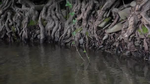 Старе Дерево Коріння Гірській Річці — стокове відео