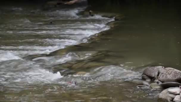 夏の雷雨の後の山の川 — ストック動画