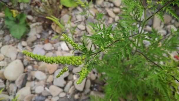 Ambrosia Sur Les Rives Une Rivière Montagne — Video