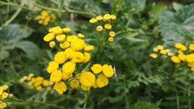 Çiçekte uçan küçük bir böcek.