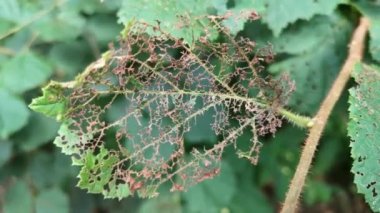 Böcekler tarafından yenen bir ağacın yaprakları.