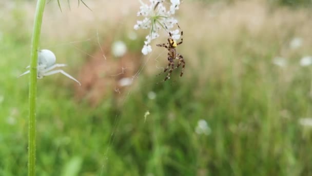 Diferentes Tipos Aranhas Uma Planta — Vídeo de Stock