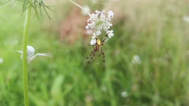 Diferentes Tipos Aranhas Uma Planta — Vídeo de Stock