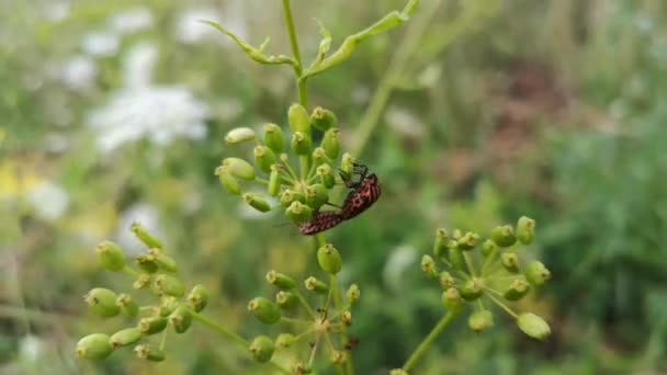 植物上明亮的田野虫子 — 图库视频影像