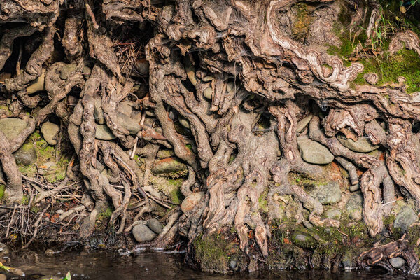 Old tree roots in the mountain river