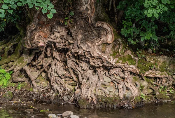 Viejas Raíces Árboles Río Montaña —  Fotos de Stock