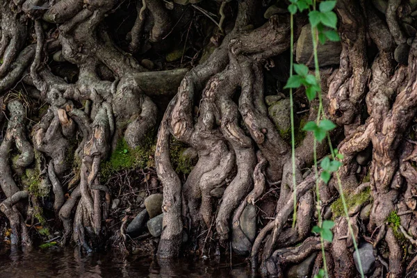 Viejas Raíces Árboles Río Montaña —  Fotos de Stock