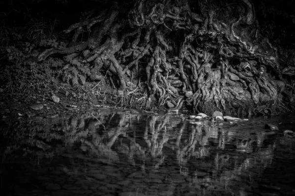 Stare Korzenie Drzew Górskiej Rzece — Zdjęcie stockowe