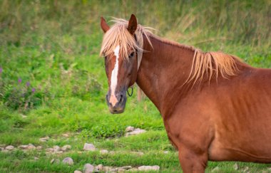 Kırmızı yeleli peyzaj 