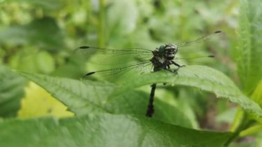 Parlak yusufçuk yağmurdan saklanıyor