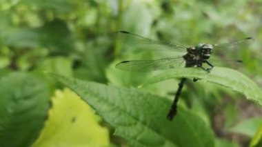 Parlak yusufçuk yağmurdan saklanıyor