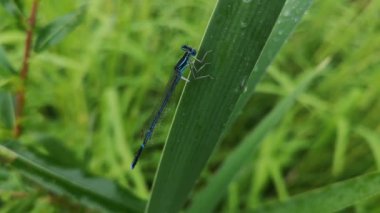 Parlak yusufçuk yağmurdan saklanıyor
