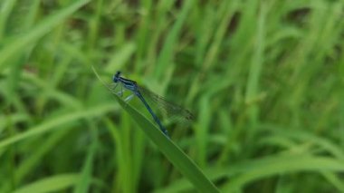 Parlak yusufçuk yağmurdan saklanıyor