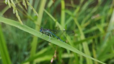 Parlak yusufçuk yağmurdan saklanıyor