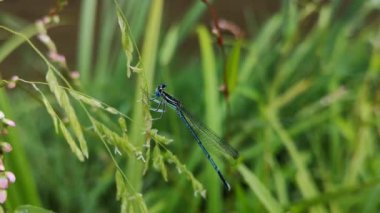 Parlak yusufçuk yağmurdan saklanıyor