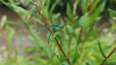 Parlak yusufçuk yağmurdan saklanıyor
