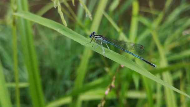 Bright Dragonfly Hiding Rain — Stock Video