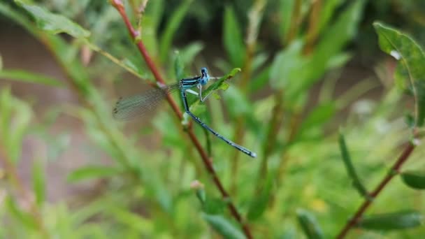 Bright Dragonfly Hiding Rain — Stock Video