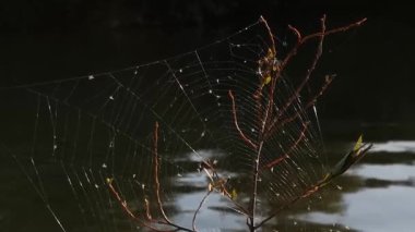 Küçük miğferler ağa düşer.