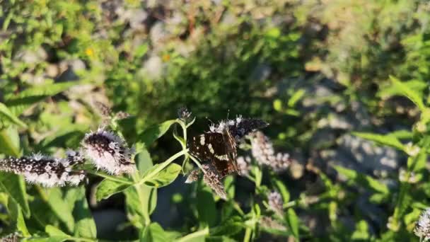 Kelebek Çiçek Açan Bir Nane Çalısından Havalanır — Stok video
