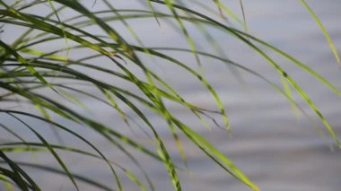 Bir su bitkisinin yeşil yaprakları üzerinde güneşin güzel oyunu